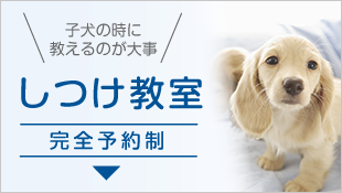 子犬の時に教えるのが大事。しつけ教室(完全予約制)