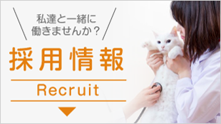 採用情報